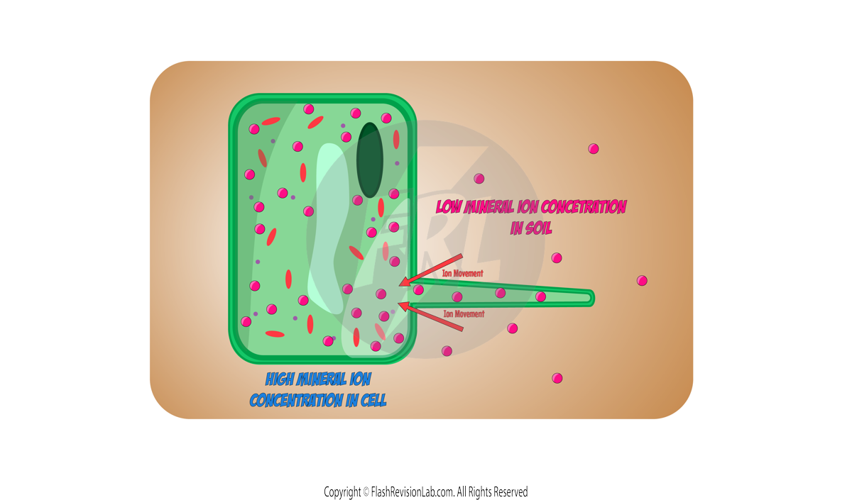 root hair cell minerals